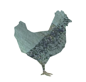 gallina_05
